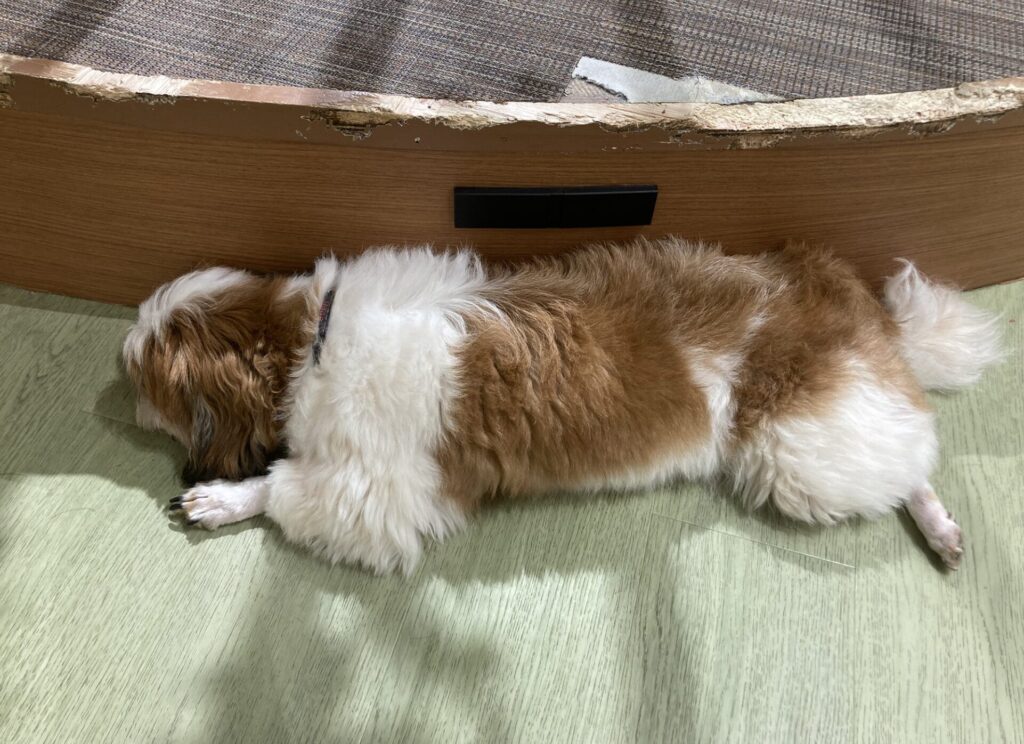 【犬カフェRio新宿】やばいって本当？最新の口コミと評判を徹底調査