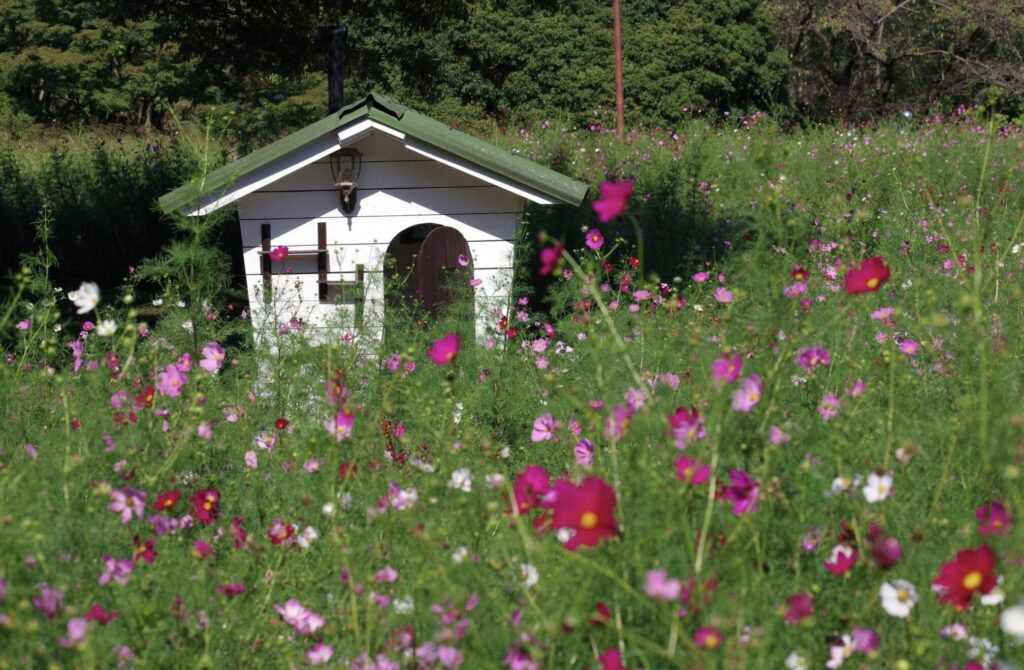 昭和記念公園ふわふわドームの安全性と管理体制