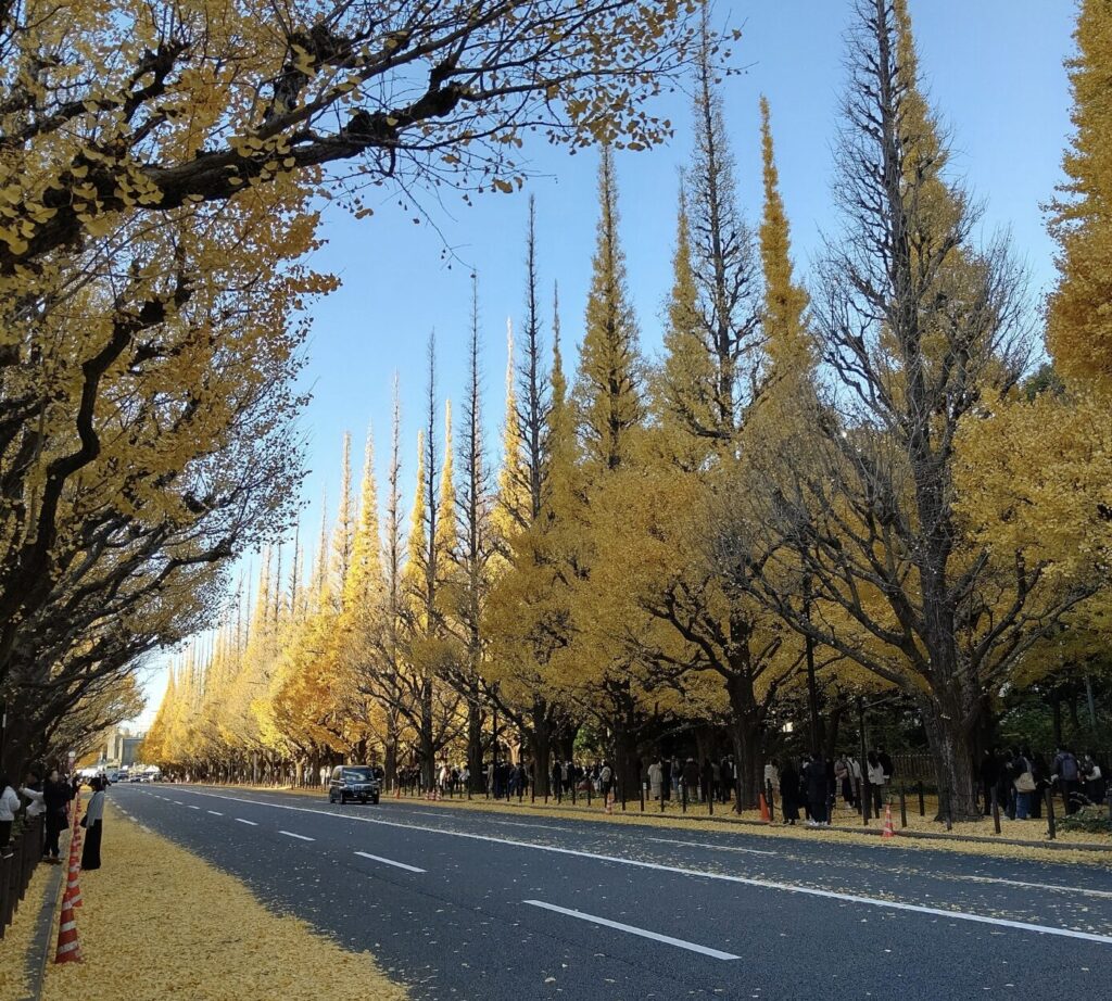 ①神宮外苑銀杏並木:早朝の静寂な直線が美しい