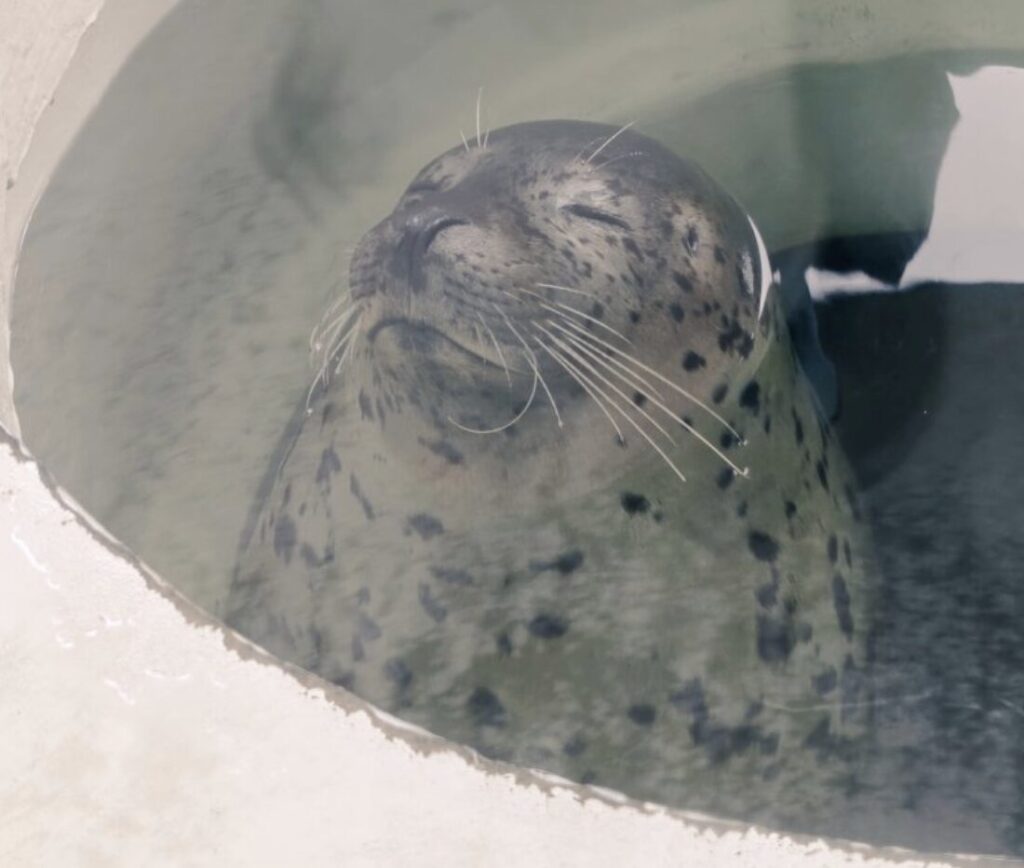 「しょぼい」は誤解！しながわ水族館が持つ5つの圧倒的な魅力