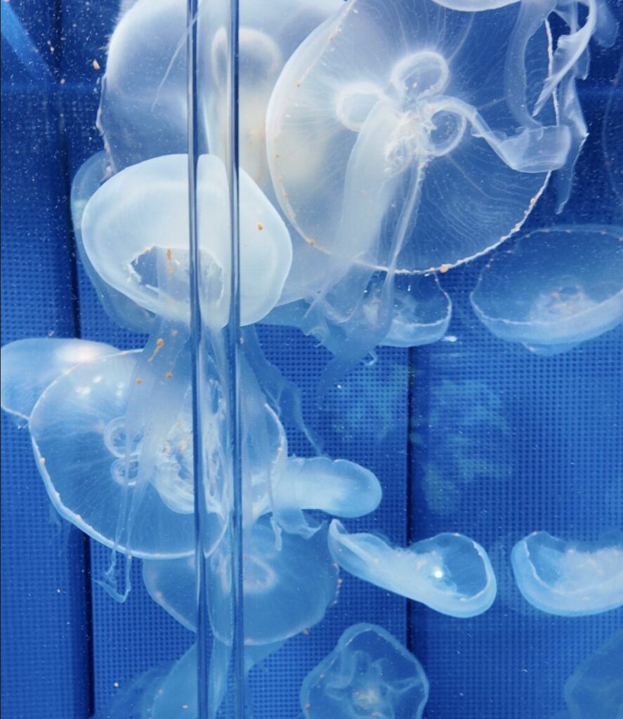 しながわ水族館の見どころは？必見のショープログラムを解説