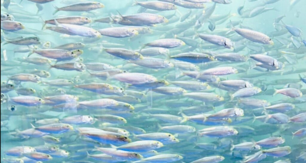 徹底比較！「しながわ水族館」と「アクアパーク品川」しょぼいのはどっち？