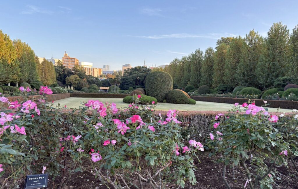 新宿御苑 秋バラ鑑賞の注意点と混雑を避けるためのコツ