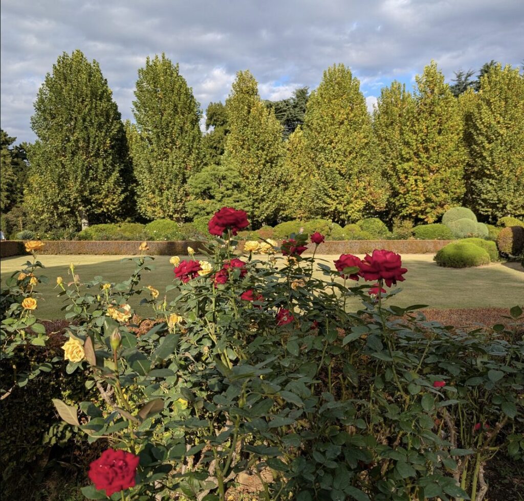 新宿御苑の秋バラを楽しんだ後は都内の別のお出かけスポットも!