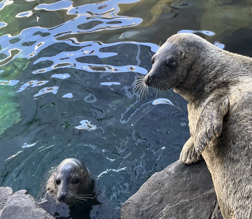 品川にある水族館とアクアパーク、どっちのアクセスが良いか比較