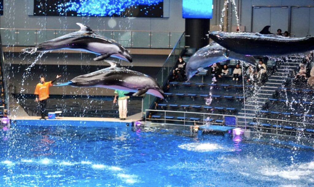 品川の水族館とアクアパーク、イルカショーはどっちがすごい？