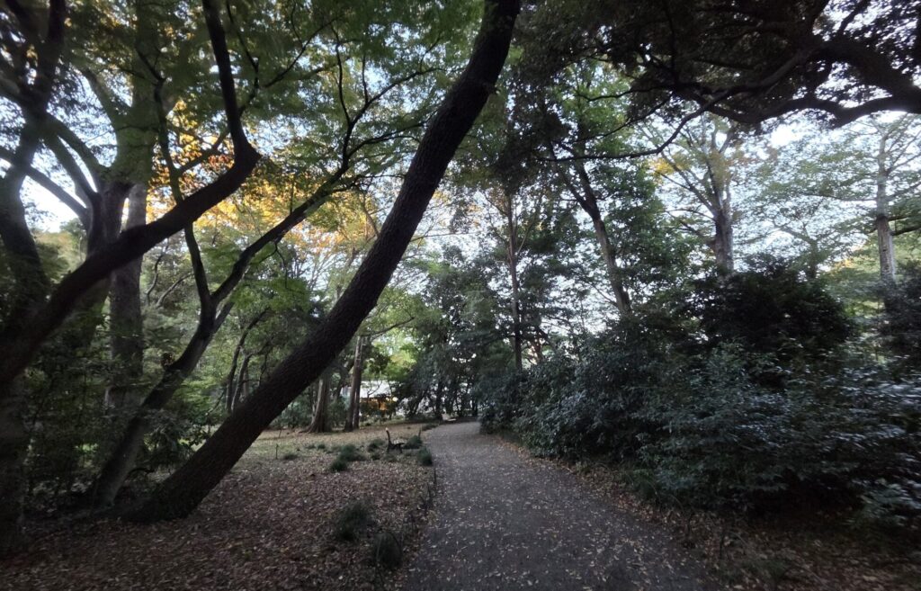 新宿御苑で唯一「怖い」と言われる場所の正体:ラクウショウの気根