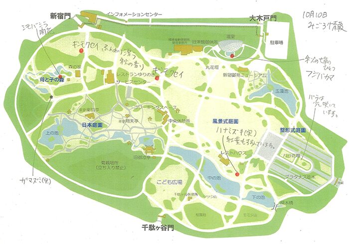 2025年最新情報!新宿御苑 秋バラの見頃時期と開花状況