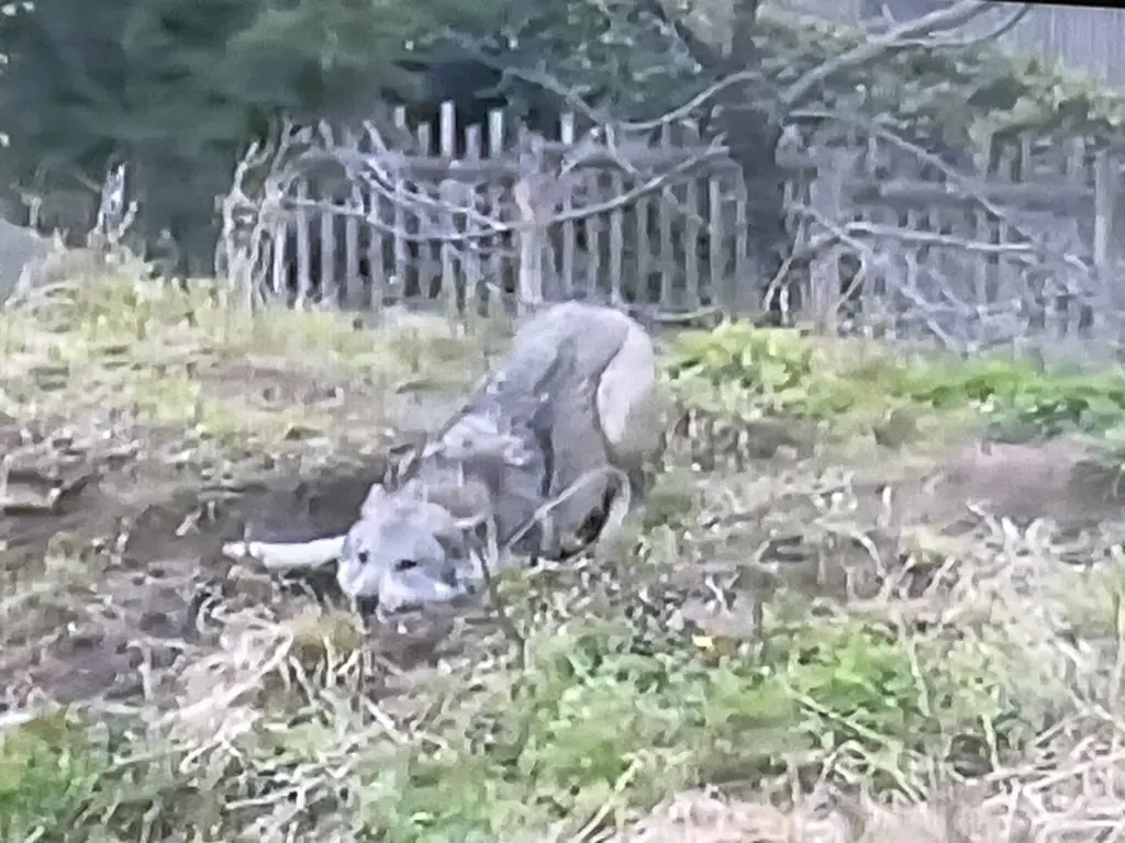 逃げたオオカミは誰？名前や特徴を特定【画像・動画】