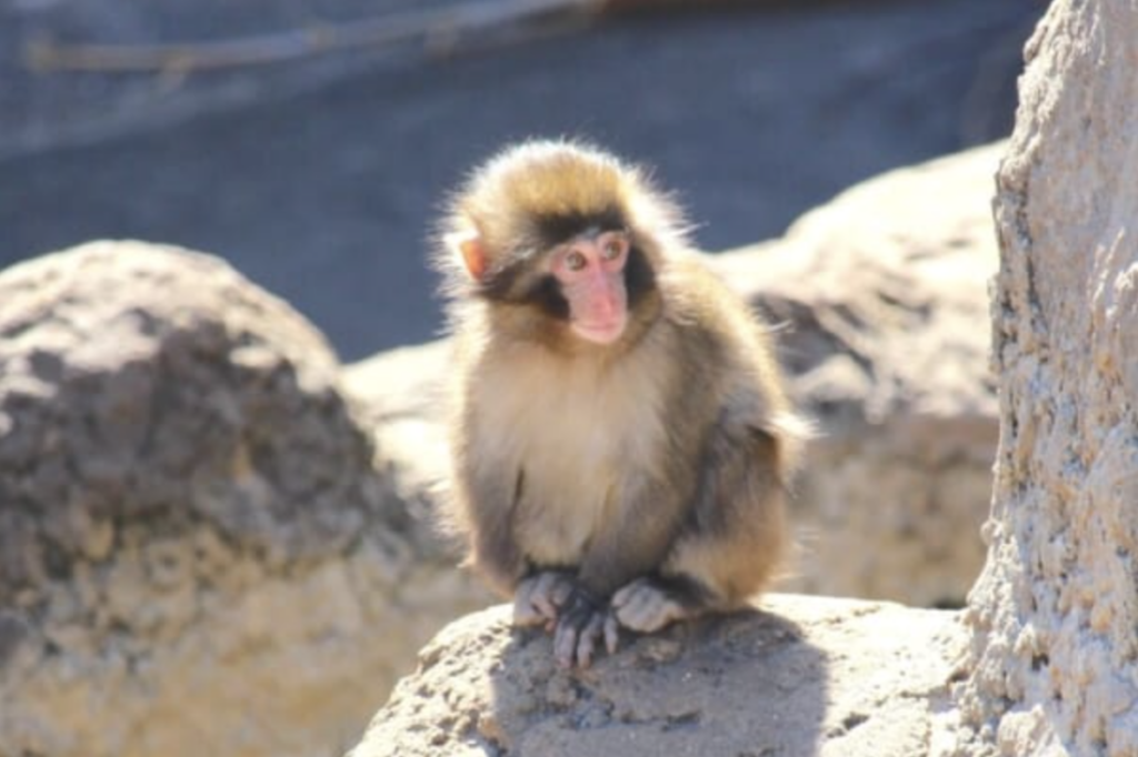 パンチくんの動物園はどこかのまとめ