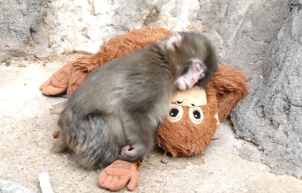 結論！パンチくんがいる動物園はどこ？